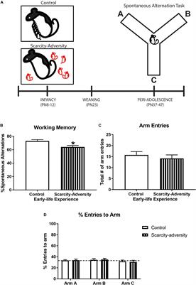 Enhancing Executive Functions Through Social Interactions: Causal Evidence Using a Cross-Species Model